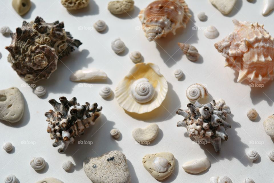 Seashell, Shell, Collection, Decoration, Desktop