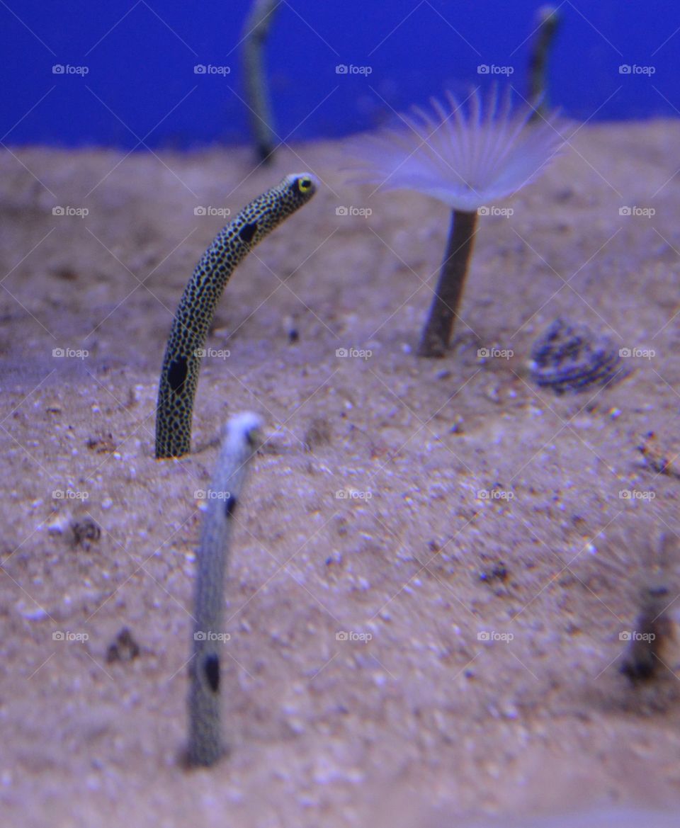Amazing underwater world. Who just can not meet at the bottom of the sea and the ocean. I was surprised when I managed to photograph these little fish looking like a flashing snake or worm. They live in the sand at the bottom of the ocean.