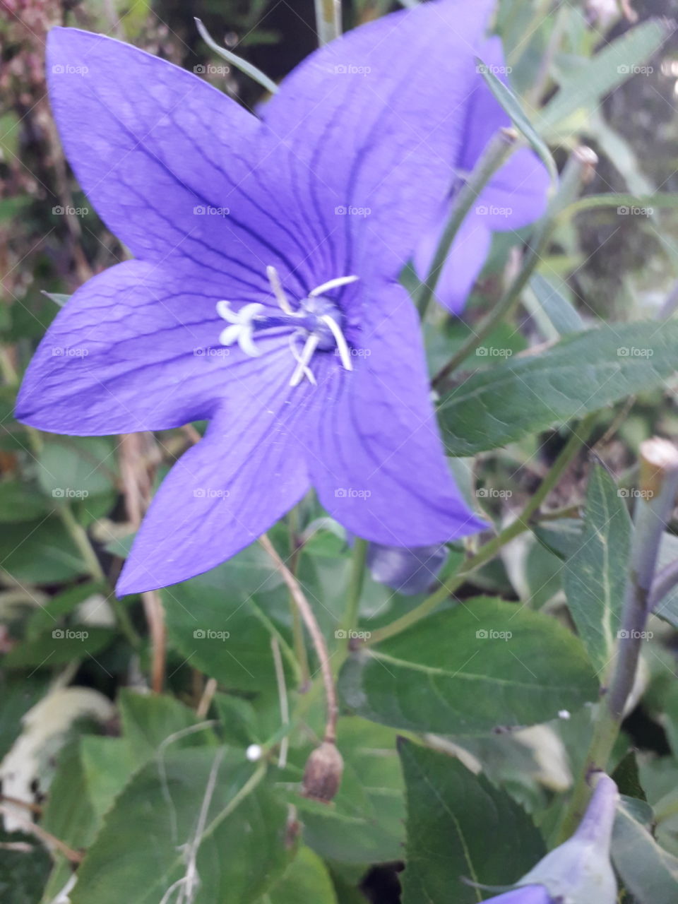 blue Platycodom flower