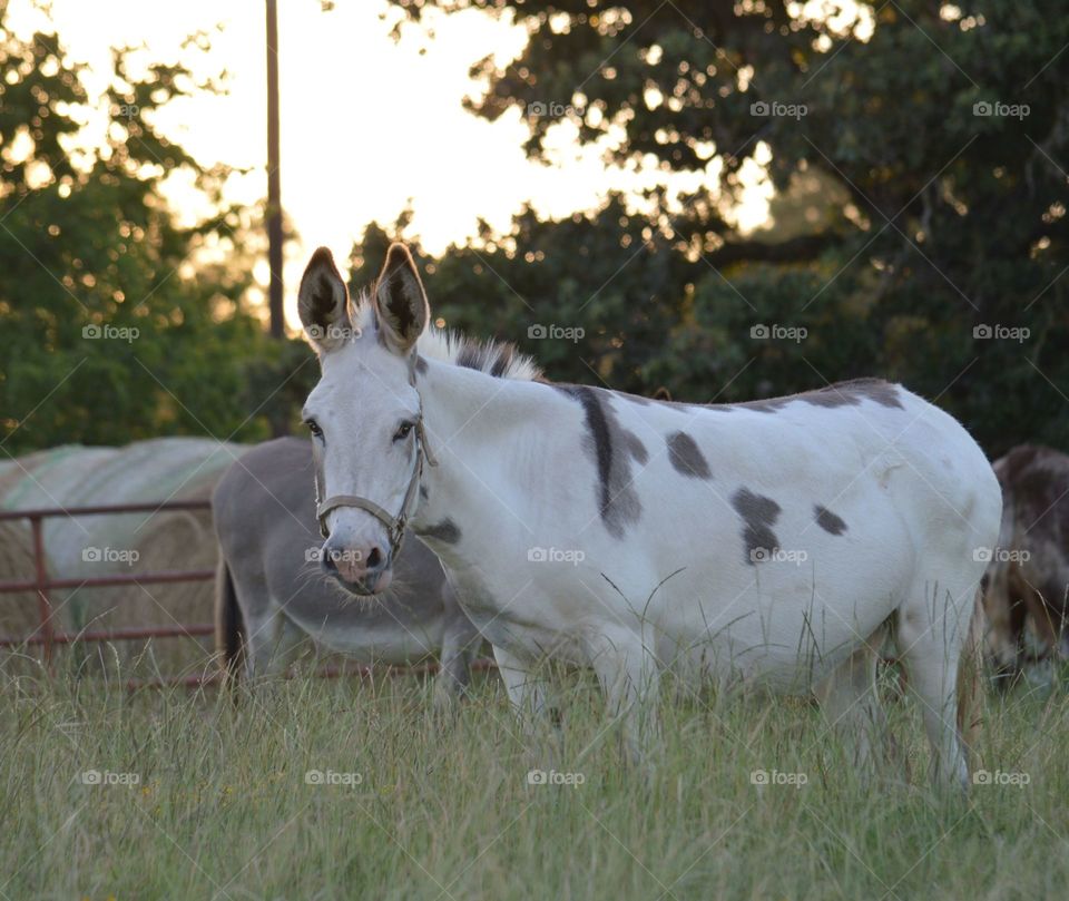 Portrait of a standing donkey