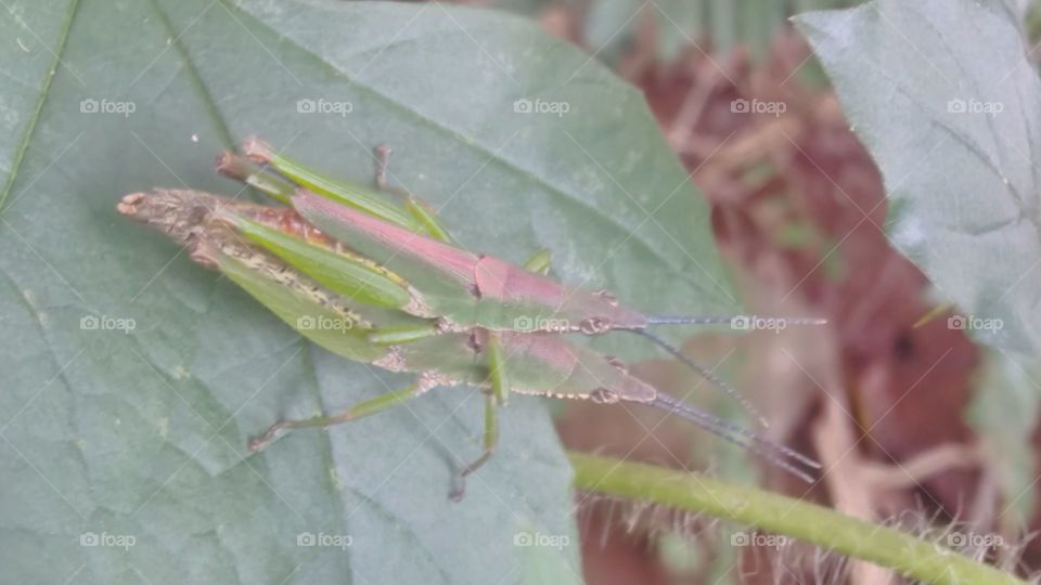 A pair of grasshoppers making love