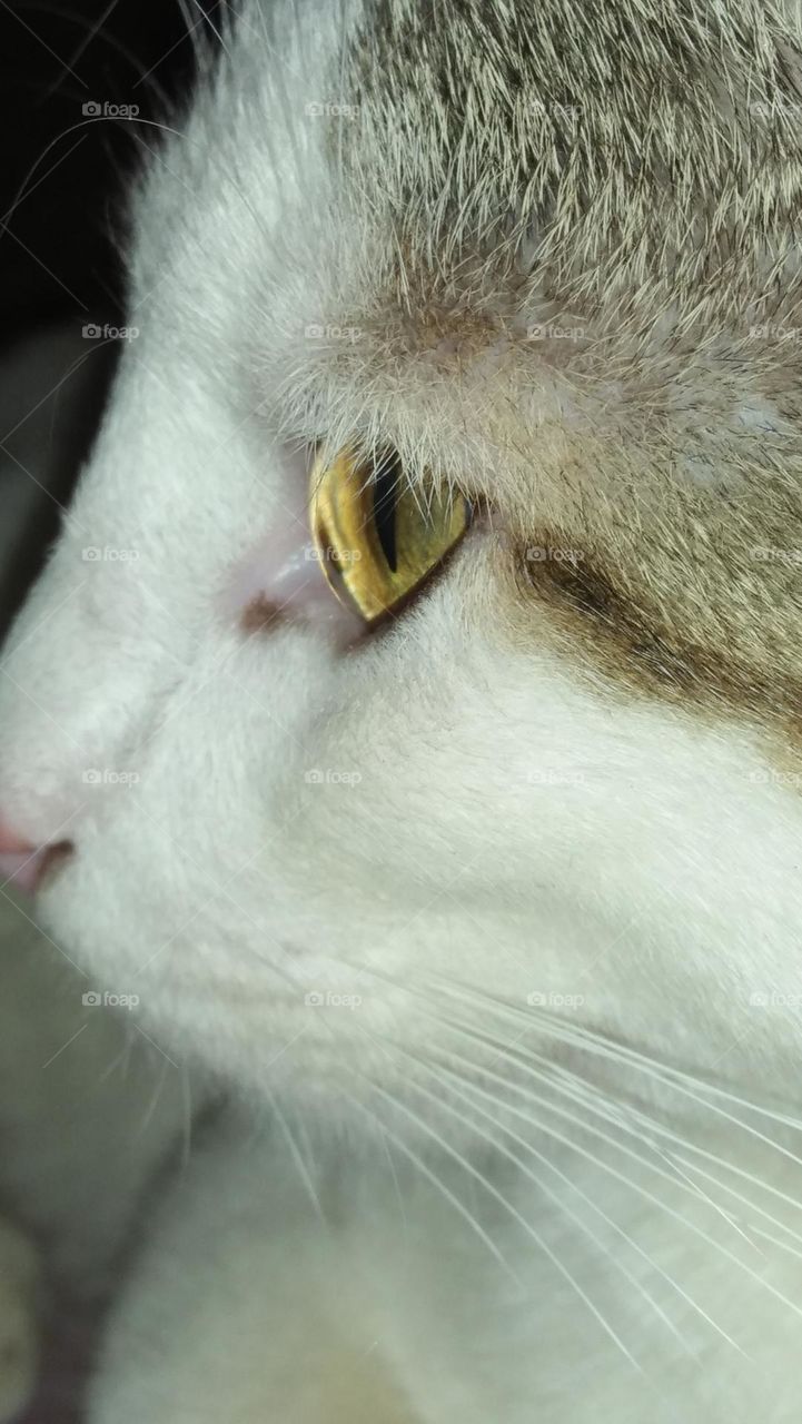 beautiful head and eye of my cat.