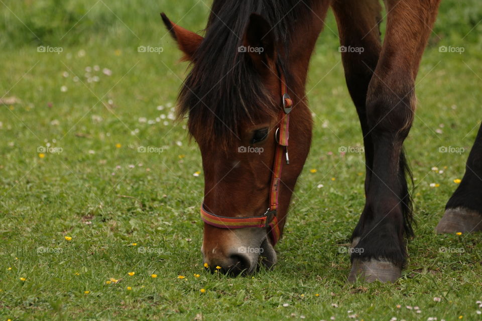 Pferd im Gras