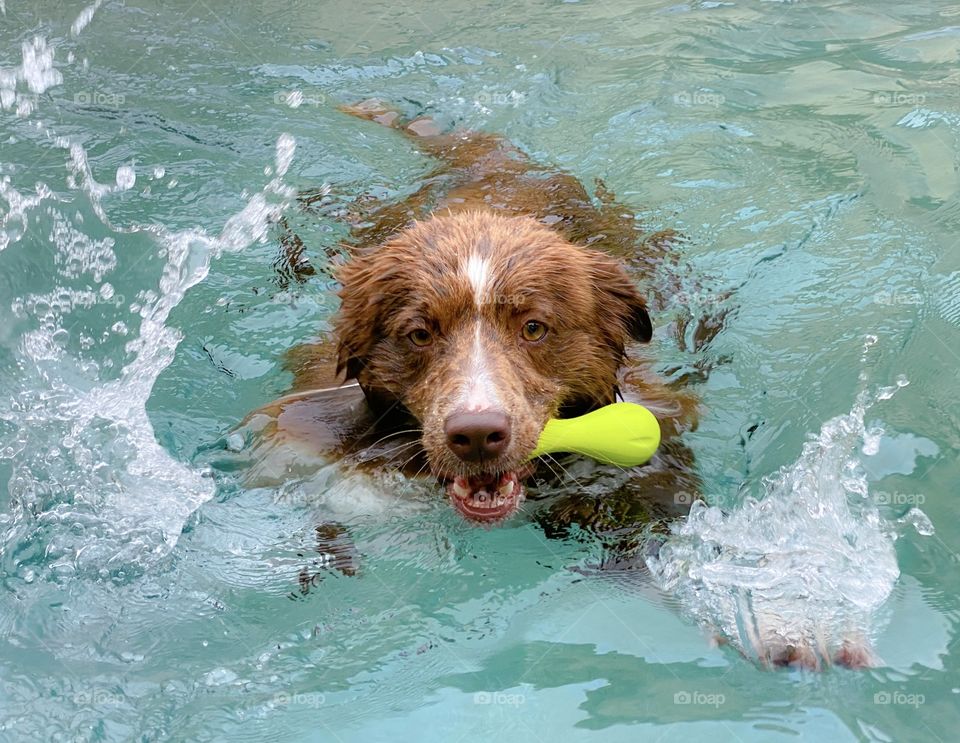 Brown and white border collie splashing in a swimming pool