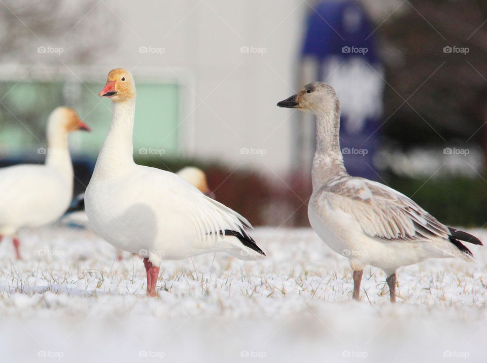 Snow geese 