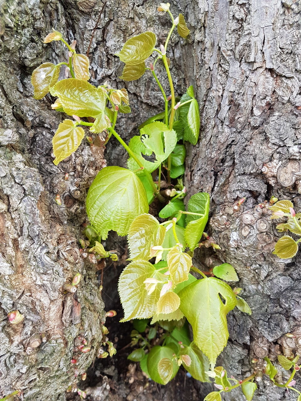 Plant growing out of Tree Bark
