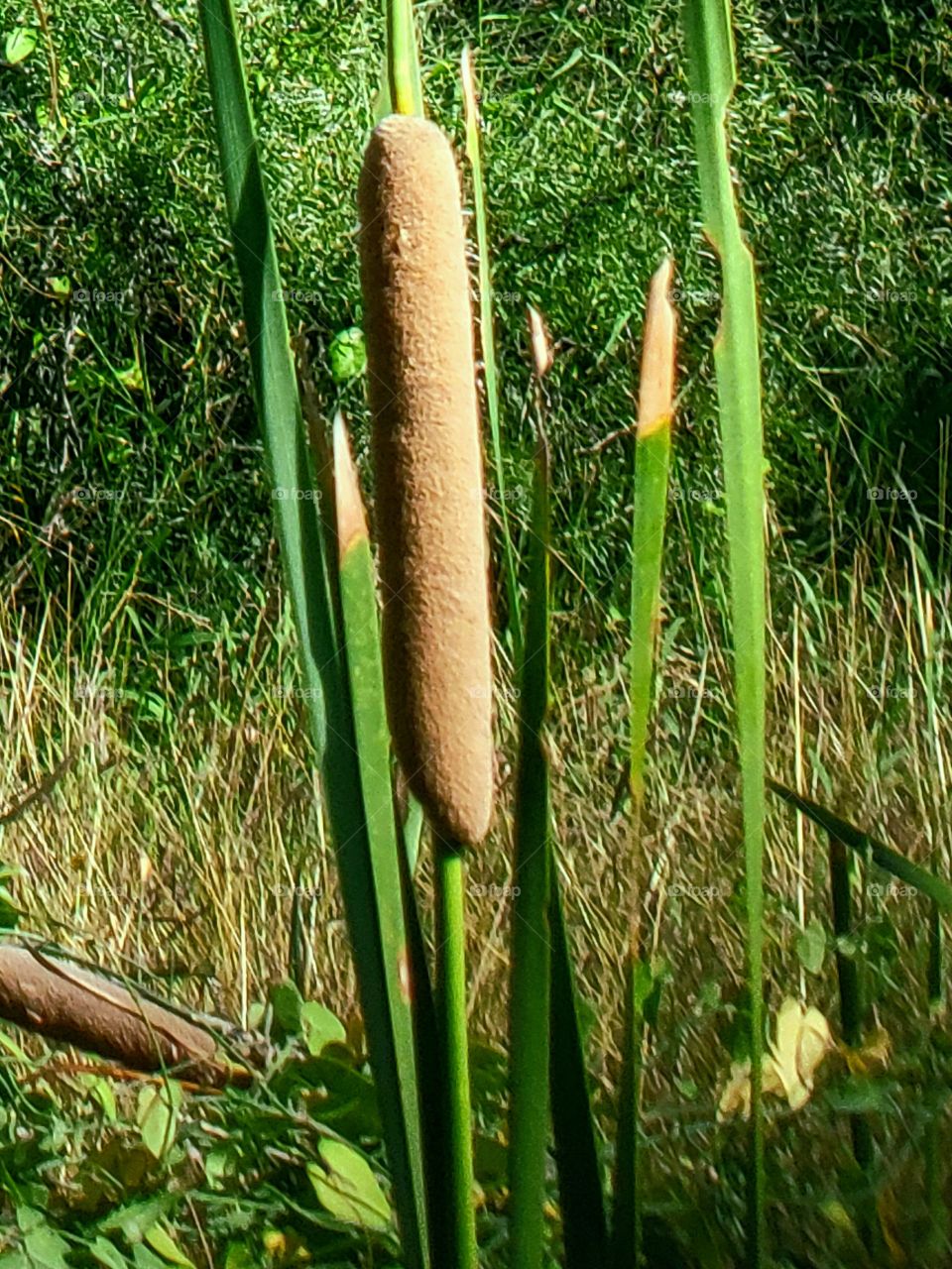Cat tails reaching for the sky.