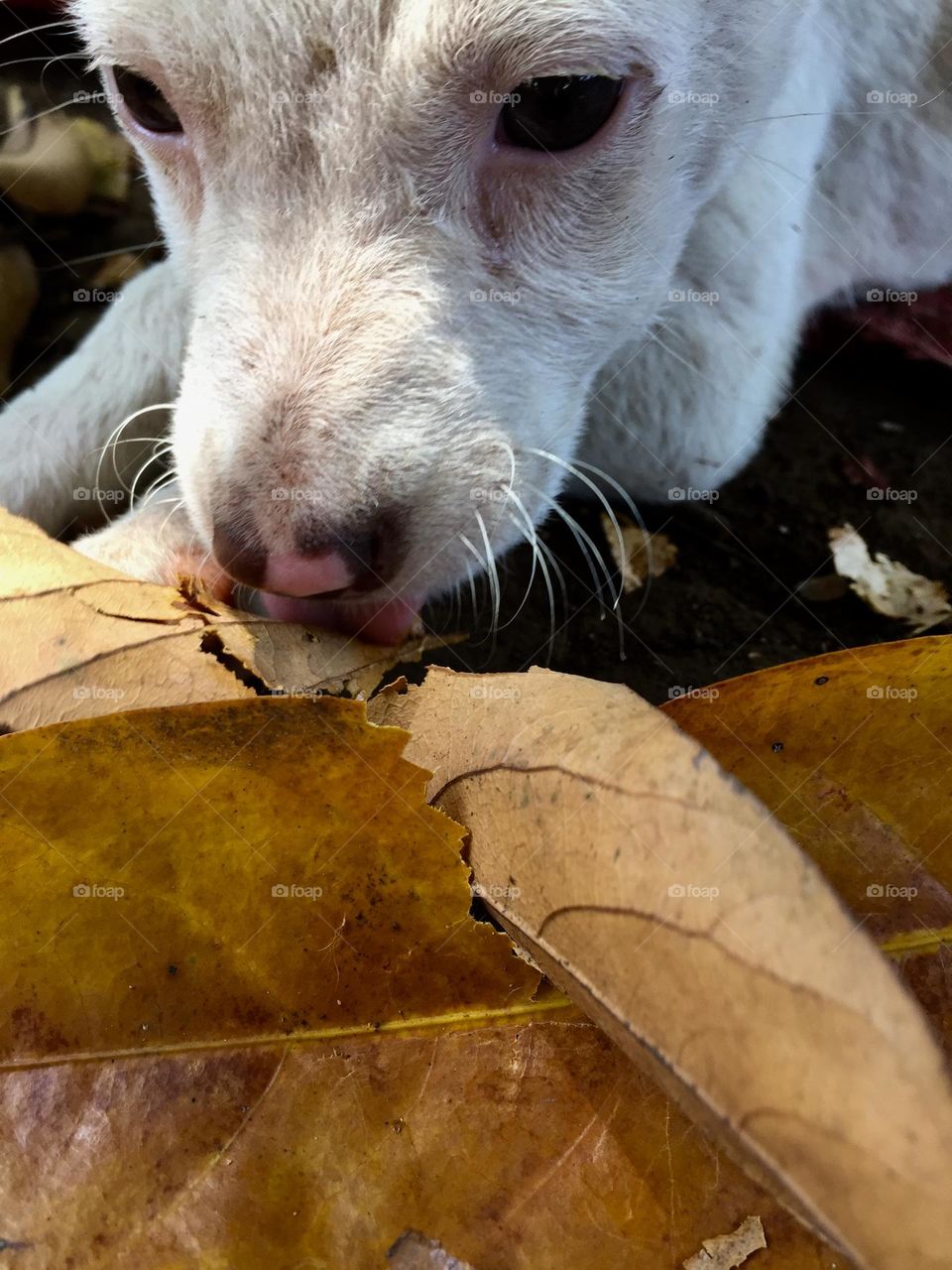 Falling leaves and the puppy 