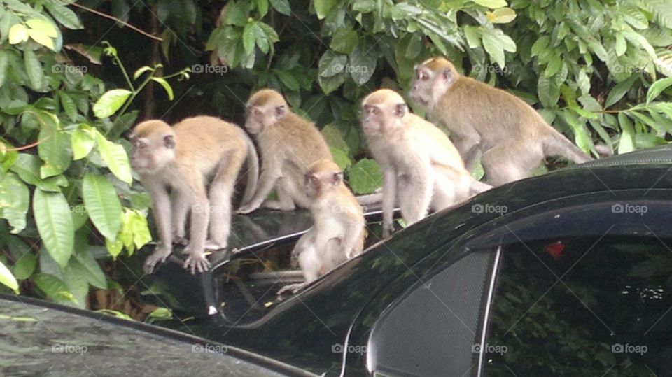 Monkeys trying to hitch a free ride