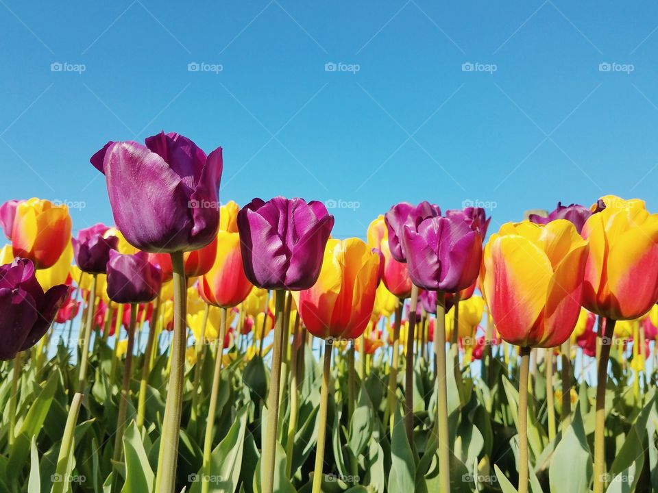 Tulips in the field