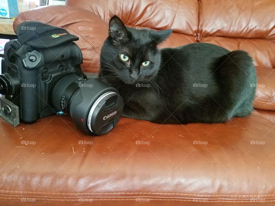 Kitty and camera