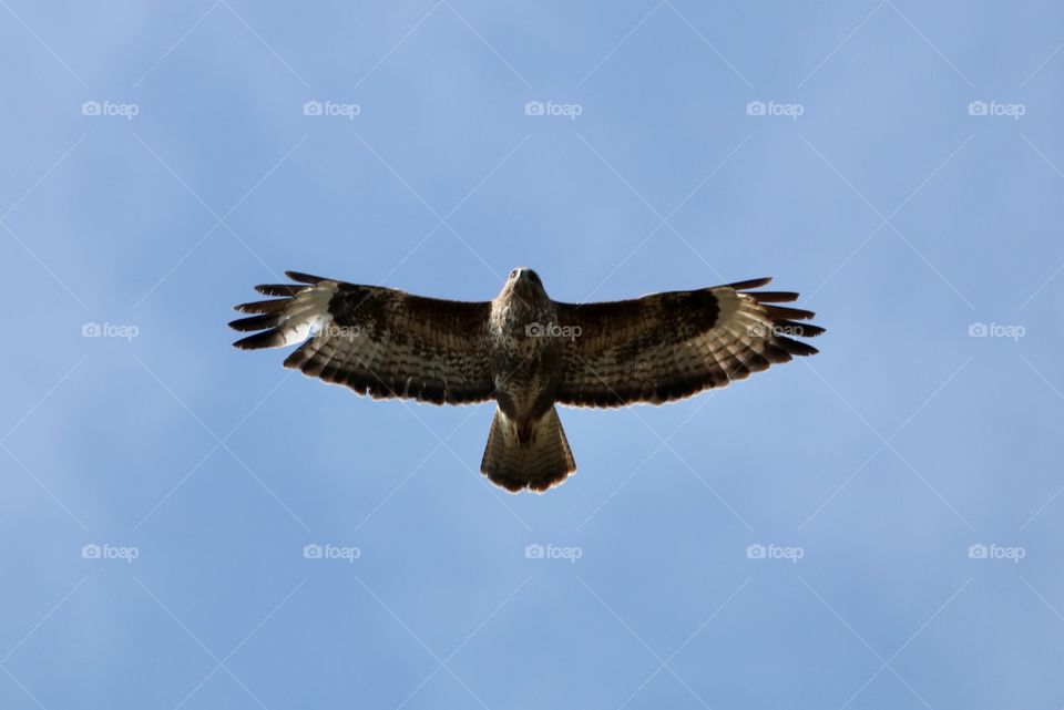 Buzzard 
