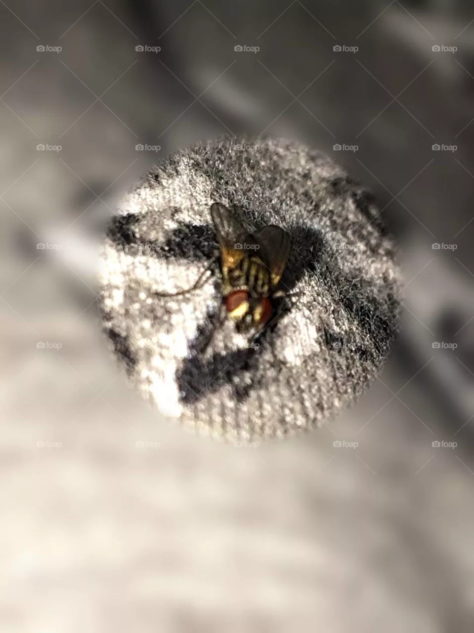 fly