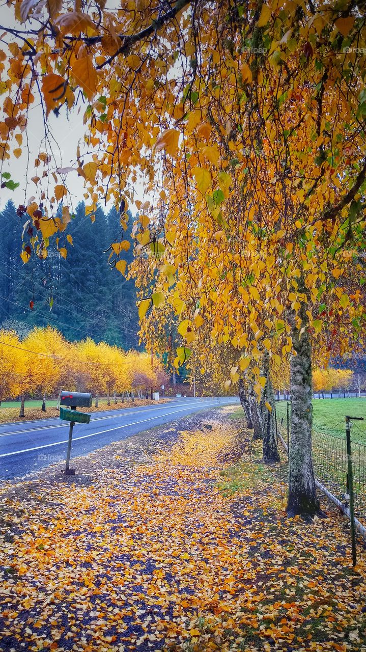 Fall Gold in Oregon