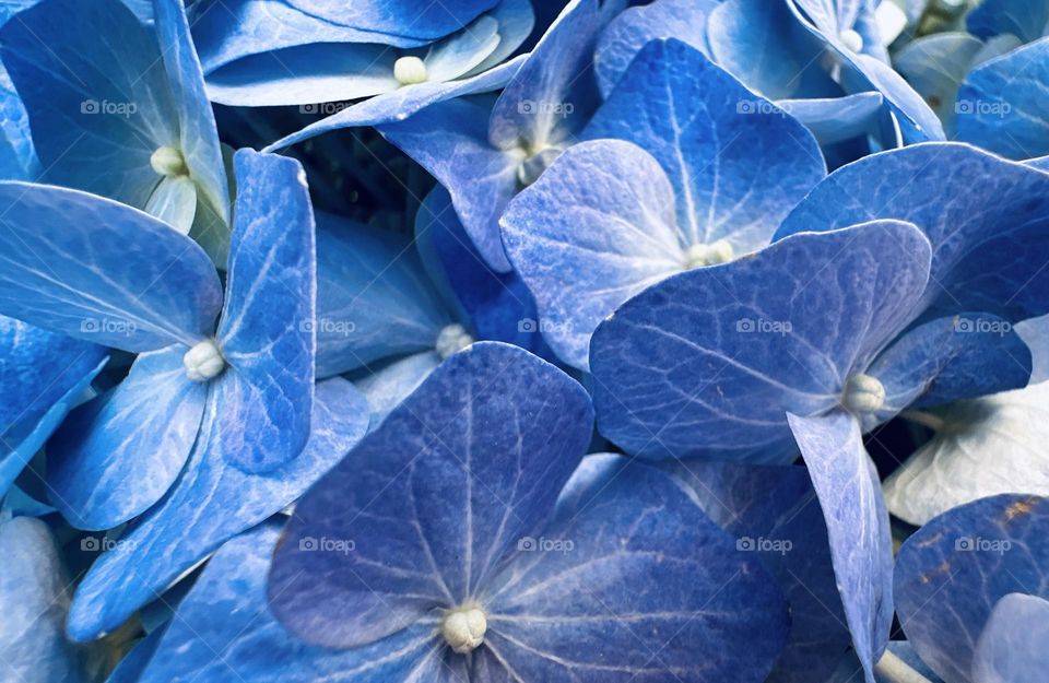 Closeup photo of blue hydrangeas 