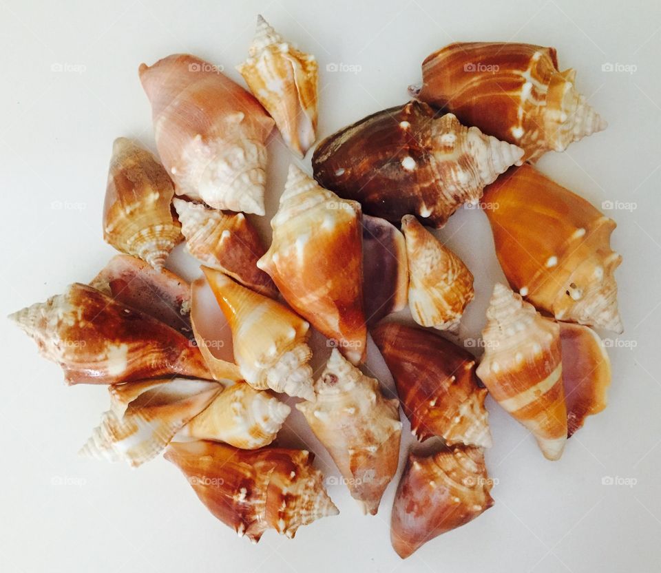 Fighting conks seashells found on Sanibel Island, Florida 