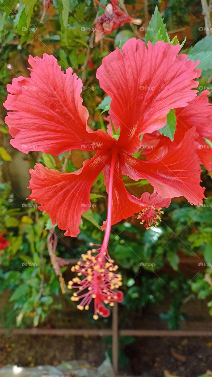 red ibiscus flower