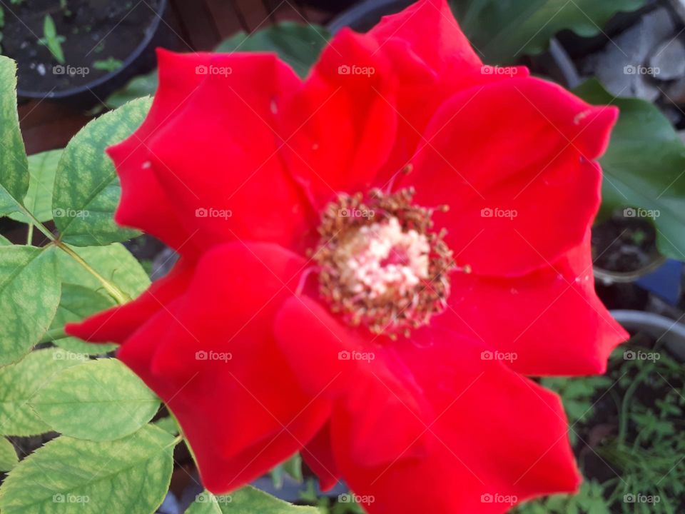 A unique and beautiful red rose and its green leaves bloom in the morning in the garden