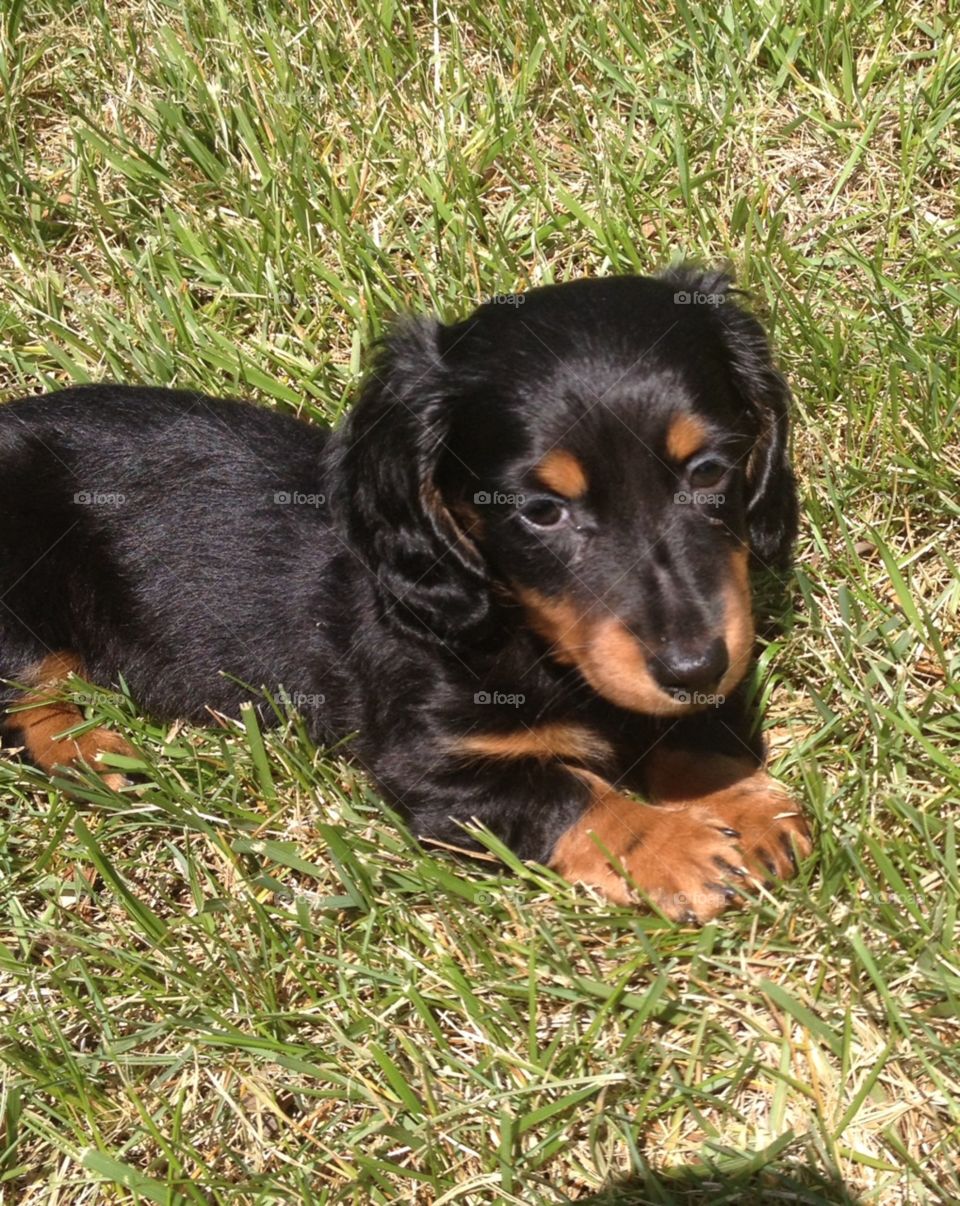 Puppy in the grass. Mini Doxie puppy Willie in the grass at Lake Anna in Mineral, VA.
