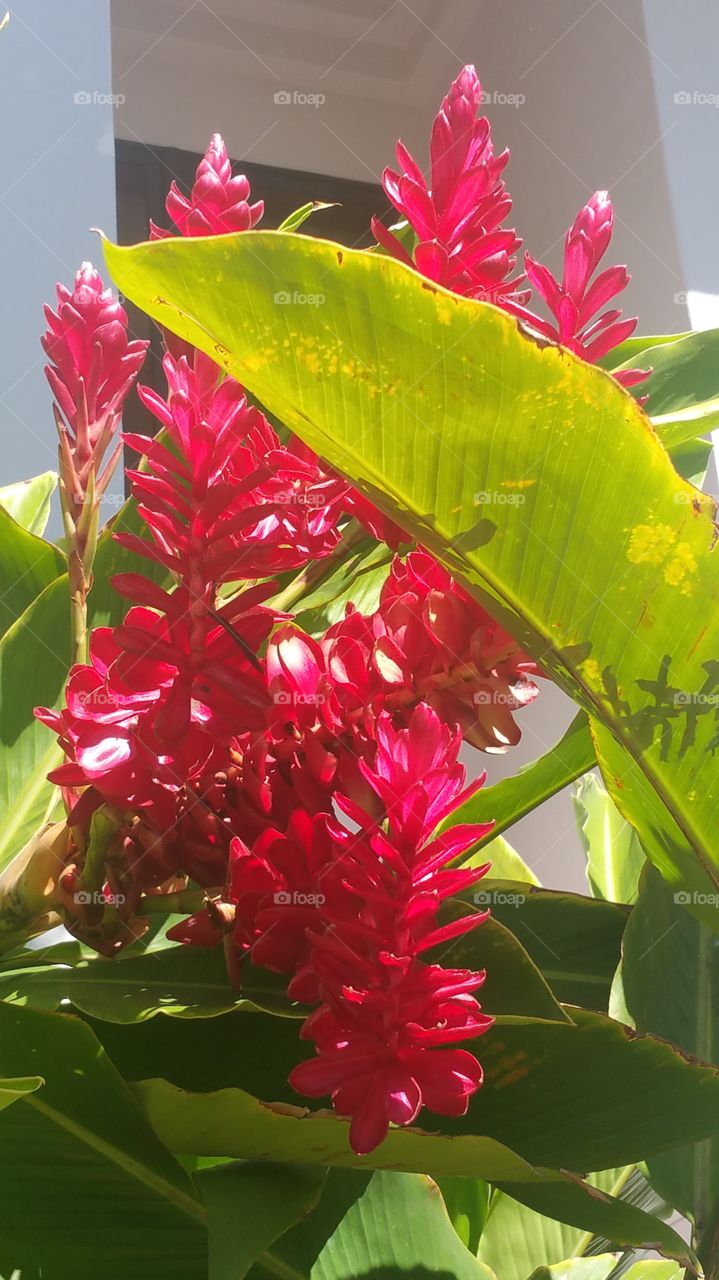 Hawaiian Ginger Plant