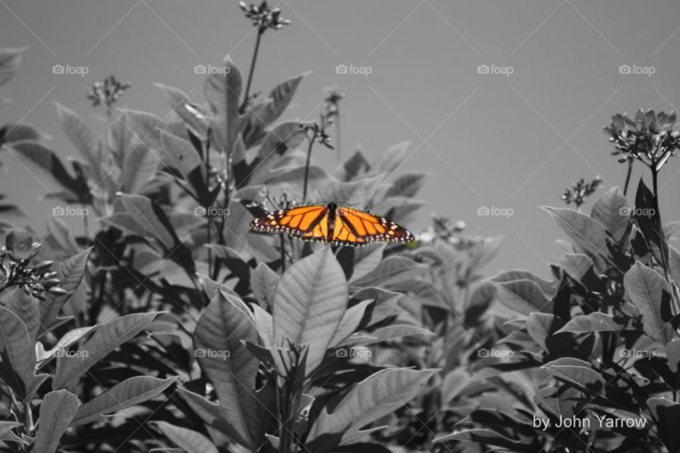Monarch Alive