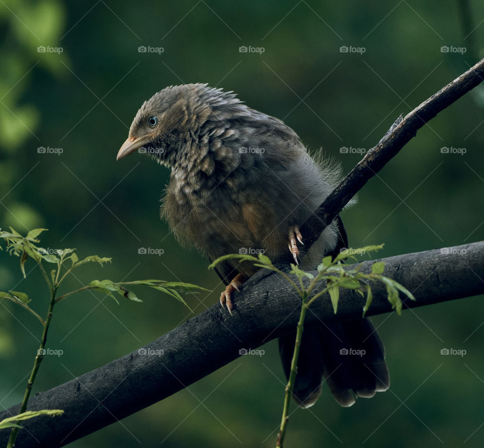 Bird photography  - yellow babbler