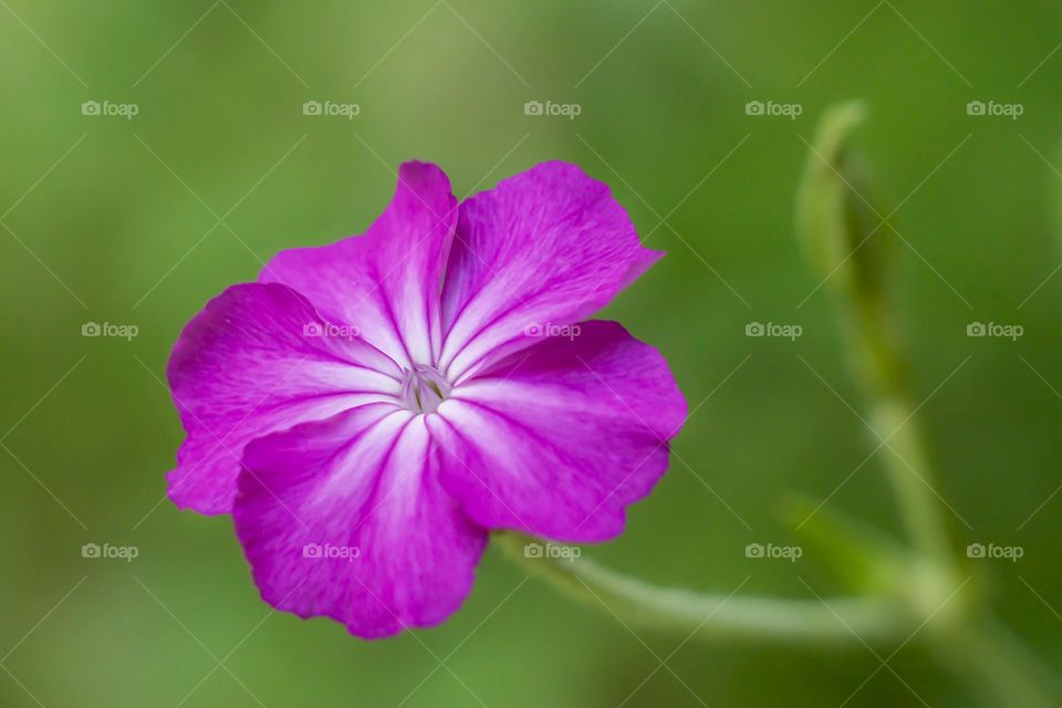 Beautiful pink flower on blurred background