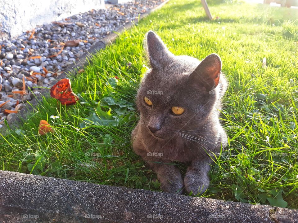 A cute cat on the green grass