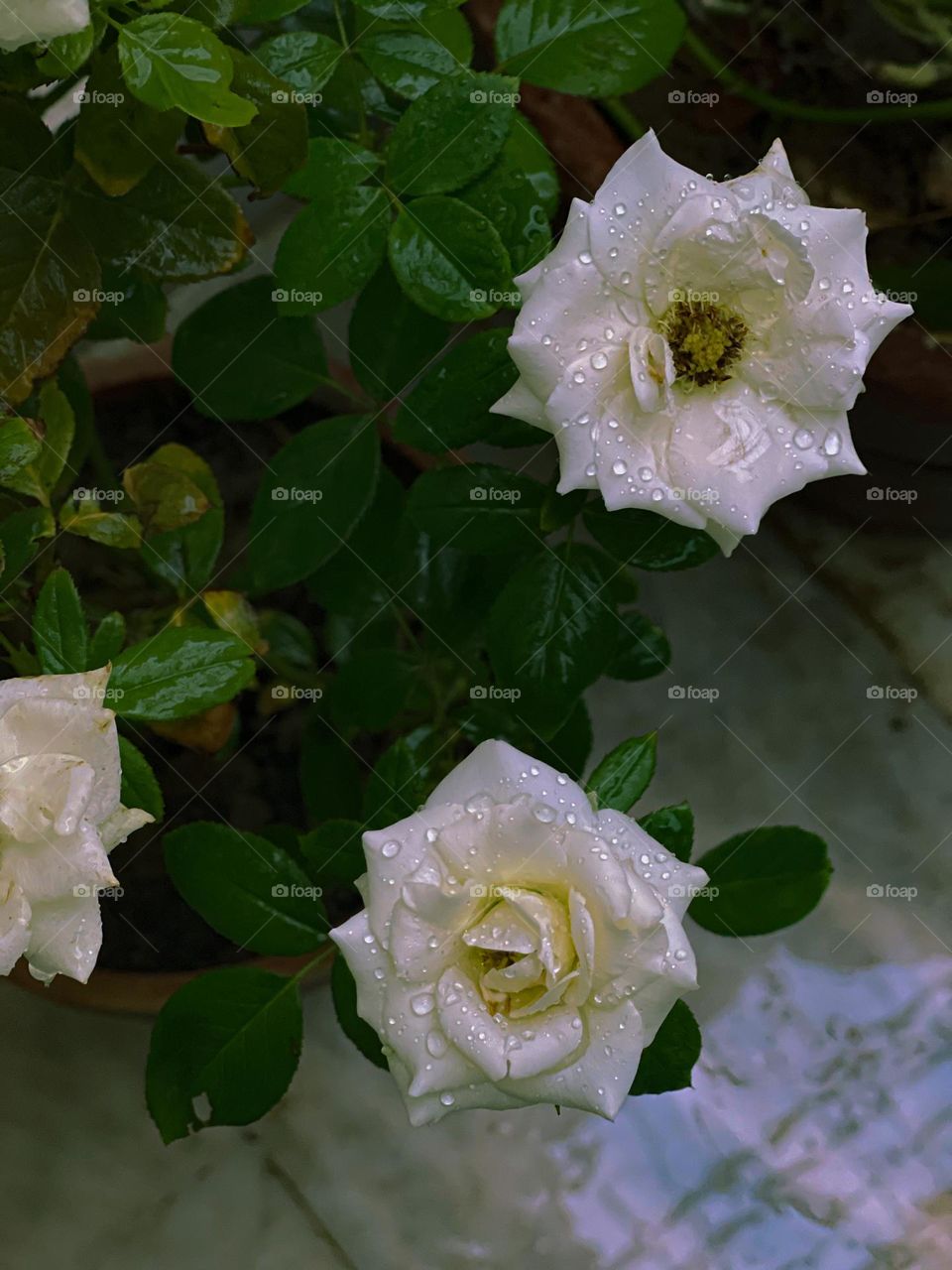 "A beautiful plant is like having a friend around the house." "A man doesn't plant a tree for himself. He plants it for posterity."