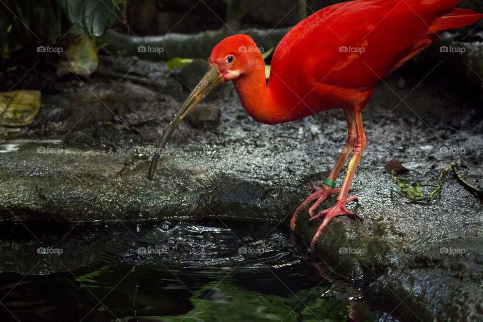 Ibis - red tropical bird drinking water 