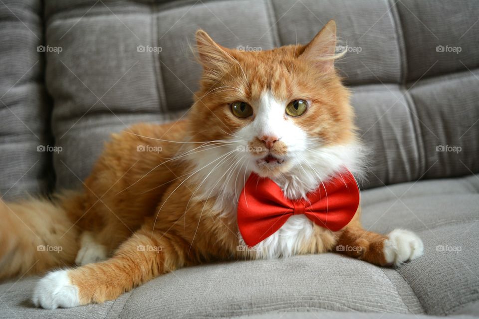 cat and tie