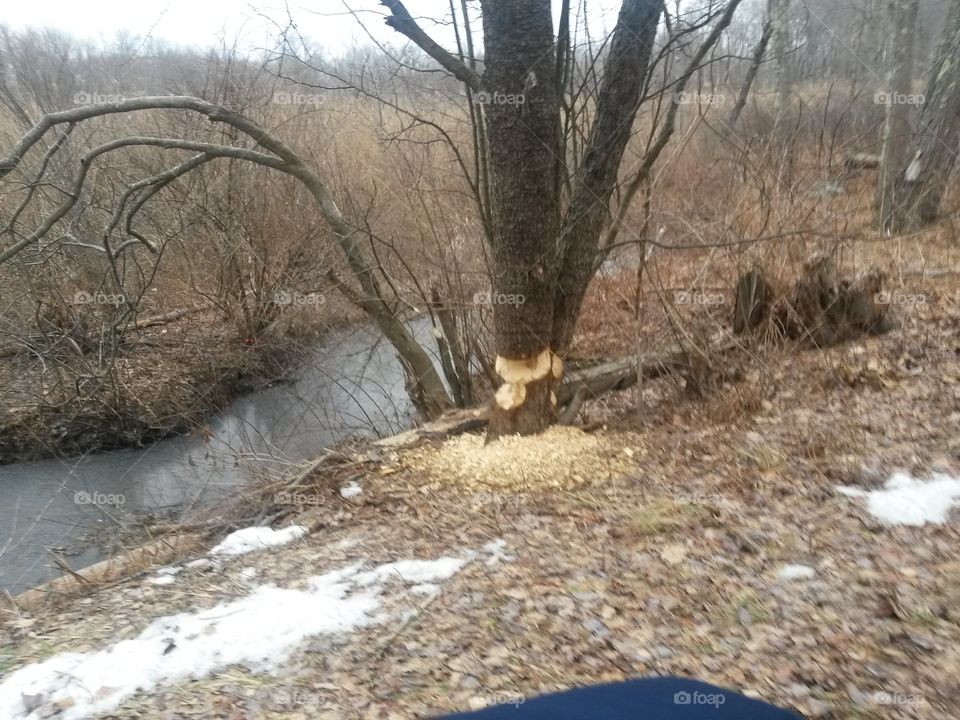 tree chewed by beaver