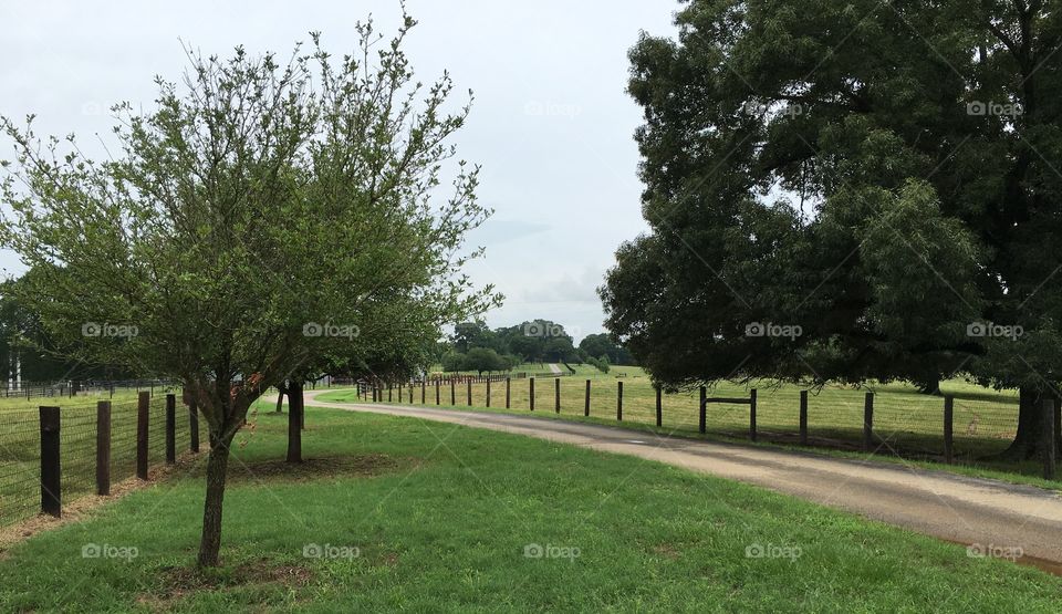 Athens, Texas cattle Ranch 