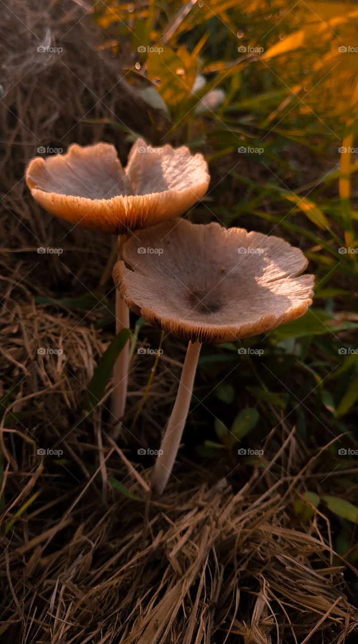 Mushroom on the straw