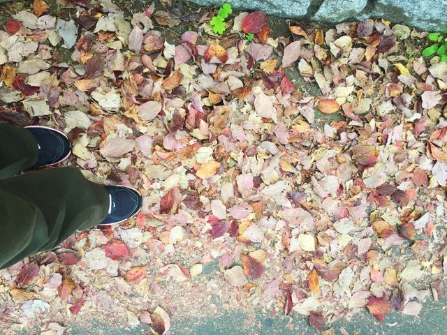 Walking on the leaves