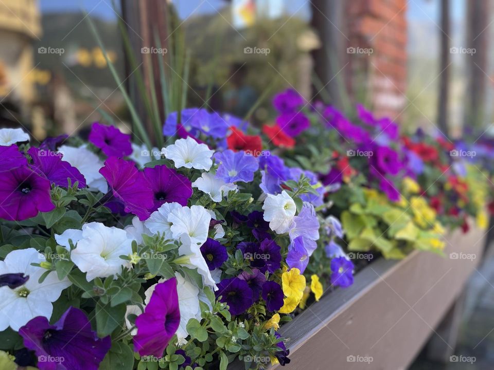 Blooming petunias flowers near the window 