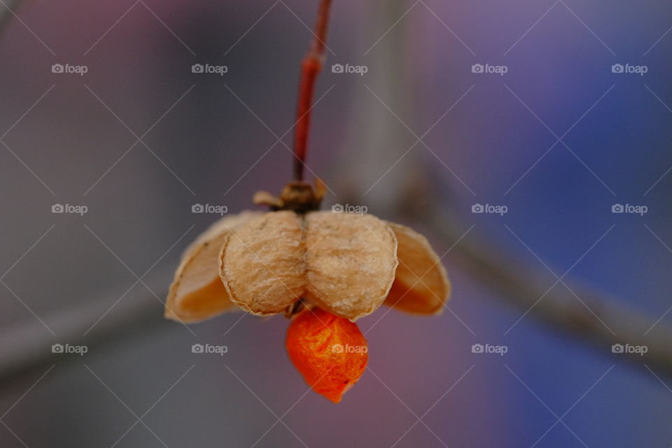 Nature and Outdoor plant