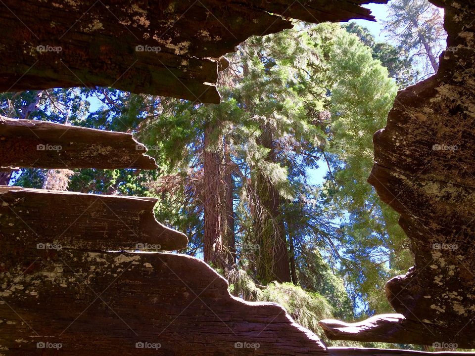 From inside of giant Sequoia looking out 