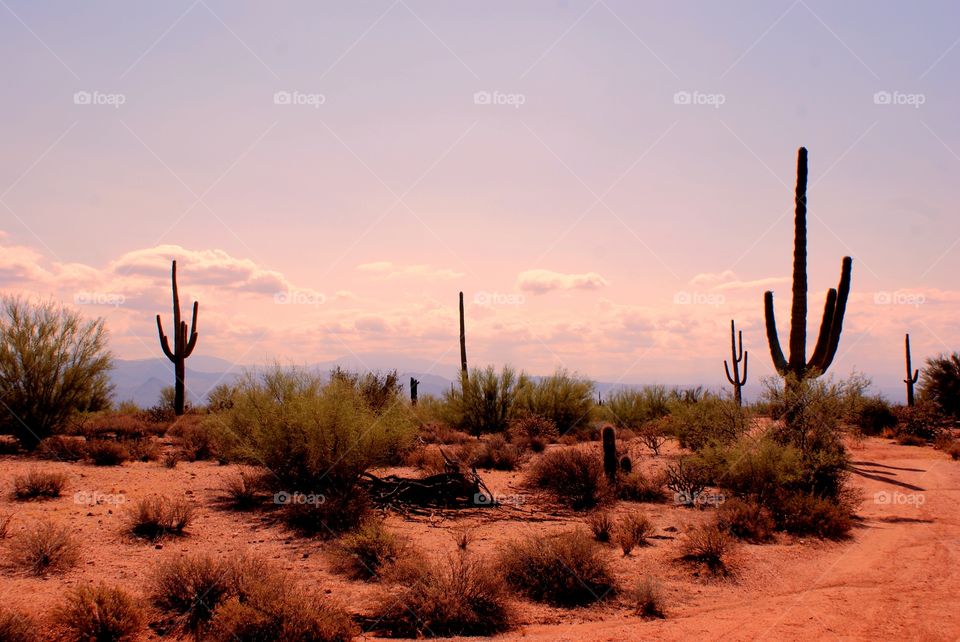 Desert tree 