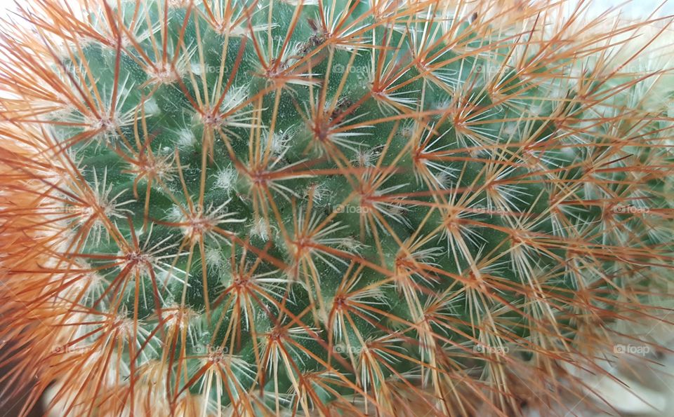 cactus