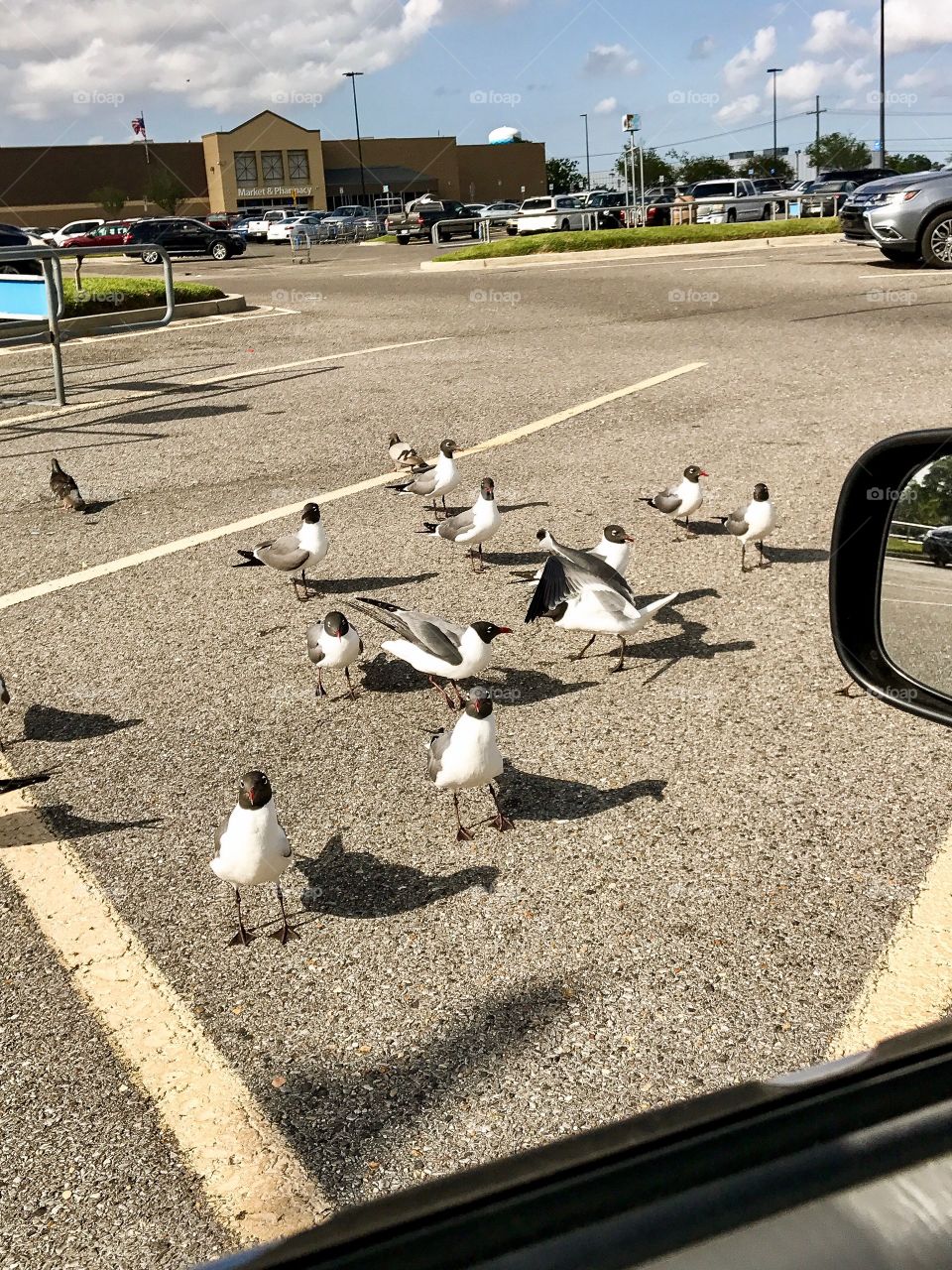 Hungry Gulls