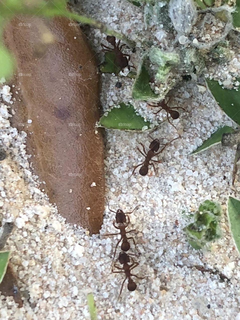 Closeup of some cutter ants doing their thing out here on the ranch - amazing workers and finally left my Bradford Pear alone this year 👍🏻