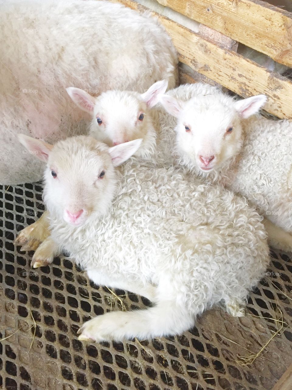 Cute lambs relaxing