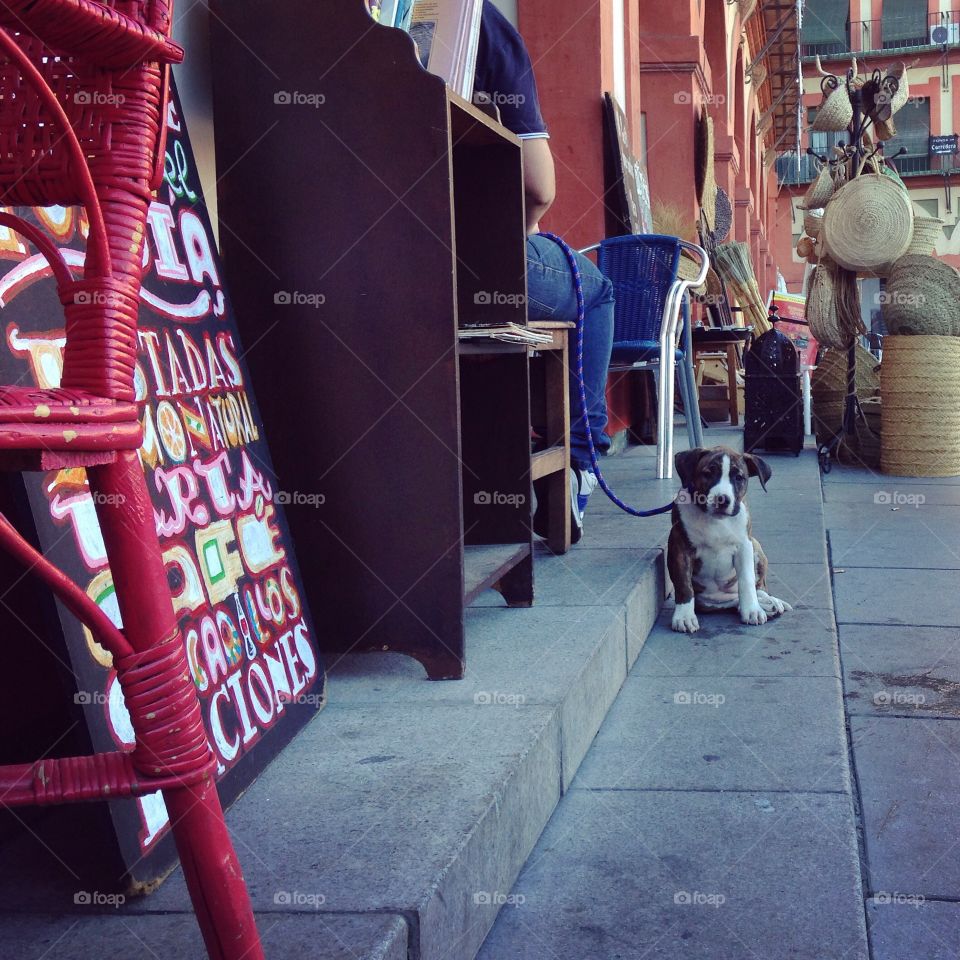 Cute little puppy waiting near caffe In crowded place 