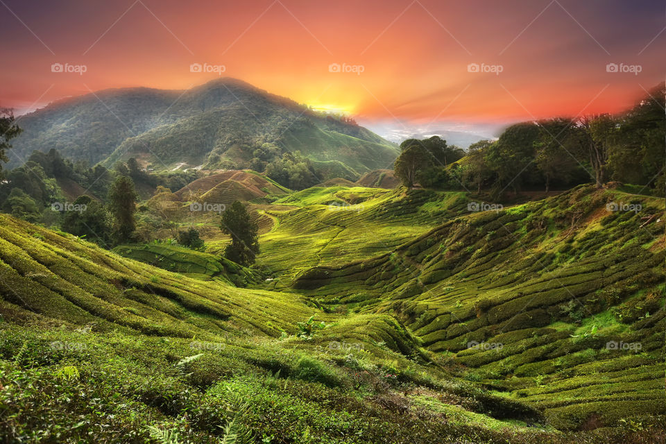 Sunset over the green tea plantation in Cameron Highlands, Malaysia