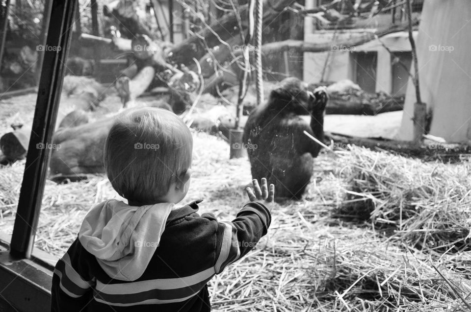 black boy zoo and by nivoa