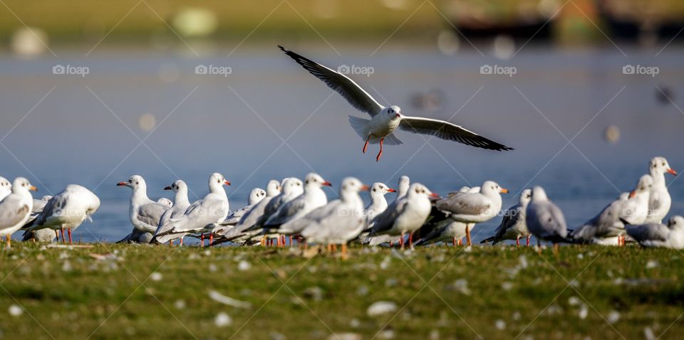 seagulls by the lake