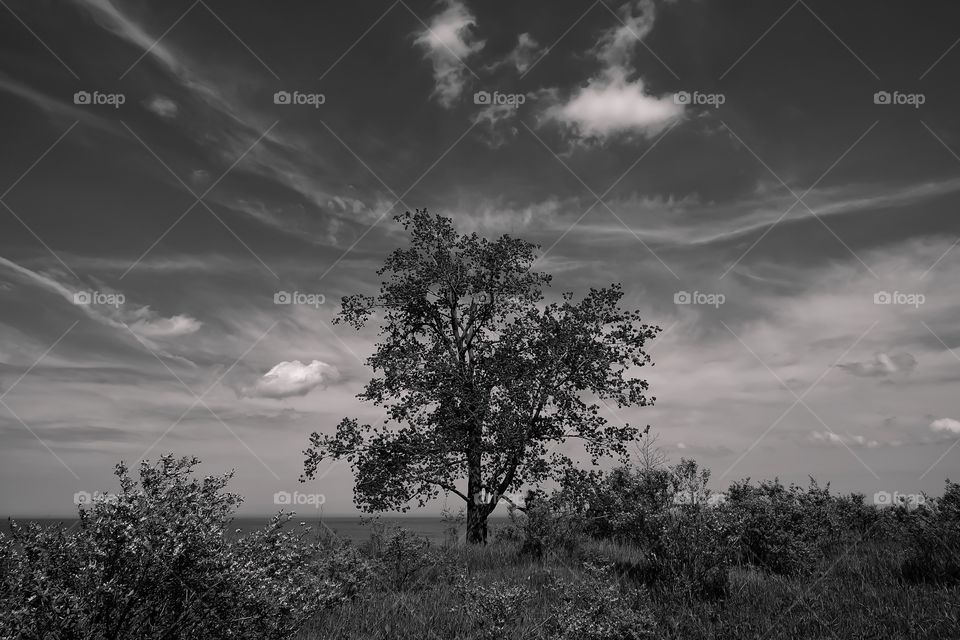 Tree and plants growing in field