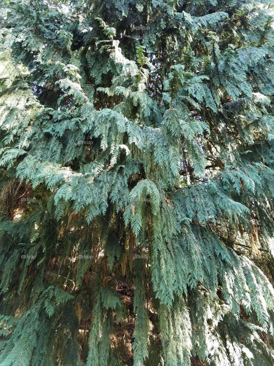 Low angle view of tree in forest