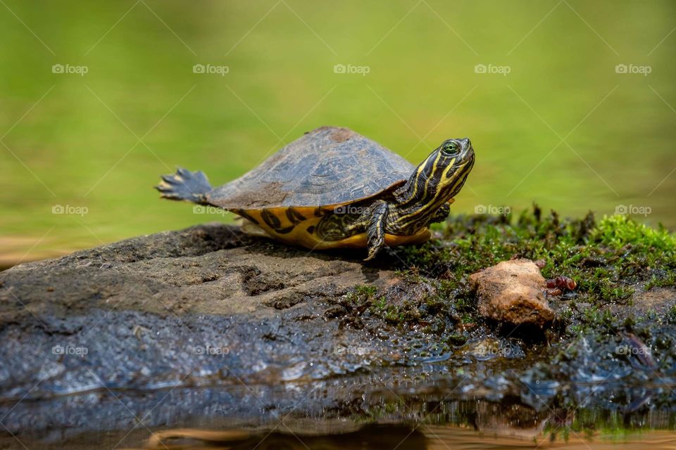 Are you on Eastern River Cooter enjoying the sunshine on a rock.